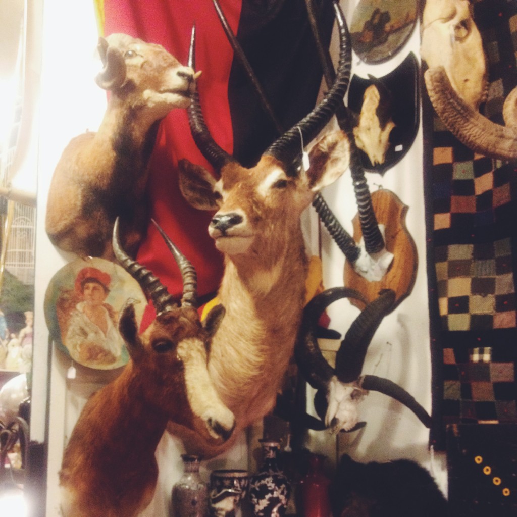 Original antlers at Uncommon Objects in Austin